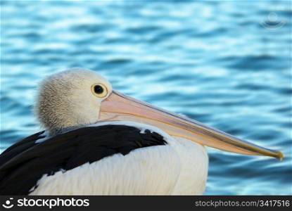 pelican sits and watches beautiful clear blue water. pelican