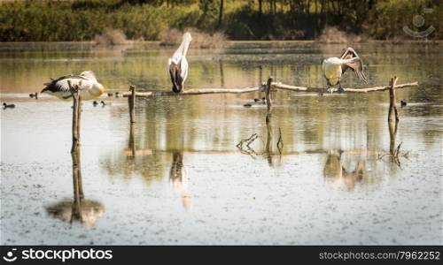 Pelican sits on a perch in the backwater of the Murray River, South Australia