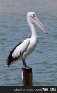 Pelican standing at a wooden jetty pole at Rainbow Beach , Queensland, Australia