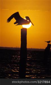 Pelican Standing on a Post
