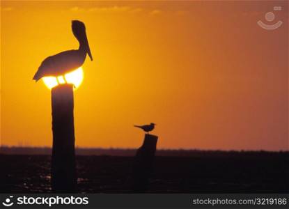 Pelican Standing on a Post at Sunset