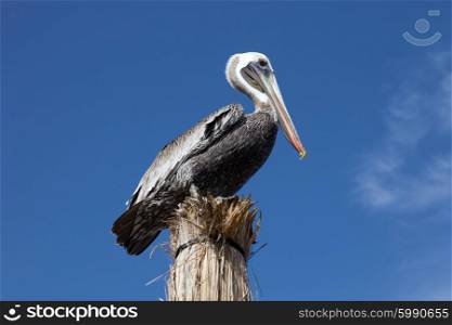 Pelican with the sky as background at Cancun, Mexico