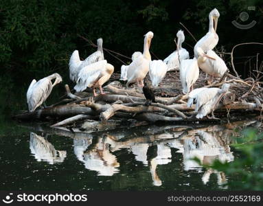 Pelicans