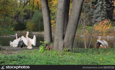 pelicans clean feathers and flap their wings near pond in Zoo