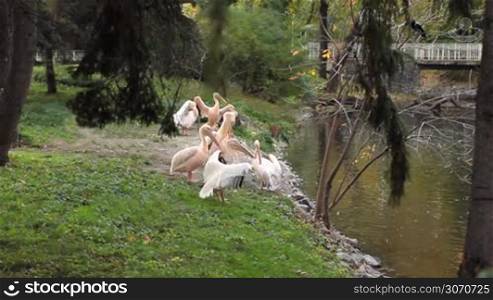 pelicans clean their feathers under trees near pond in Zoo