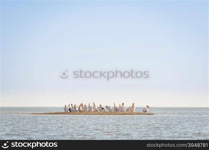 Pelicans flock together on a small island full of birds in the Makgadikgadi Pan, Botswana, Africa