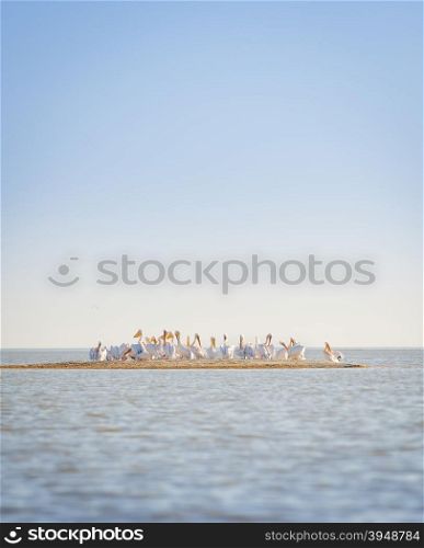 Pelicans flock together on a small island full of birds in the Makgadikgadi Pan, Botswana, Africa