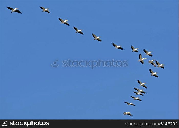 Pelicans flying against the blue sky