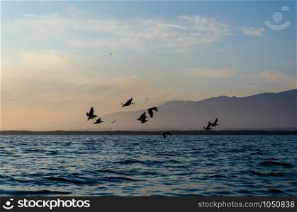 Pelicans flying against the blue sky on the Eber lake in Turkey.