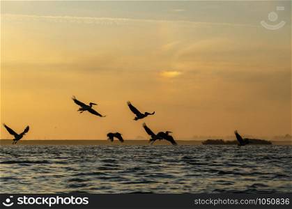 Pelicans flying against the sunrise on the Eber lake in Turkey.