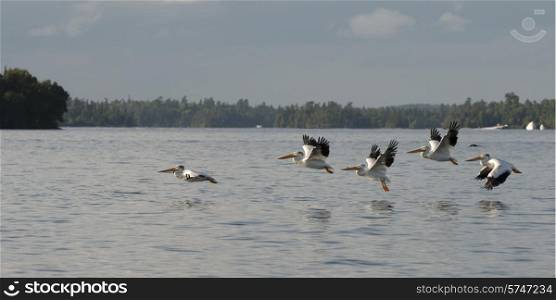 Pelicans flying over a lake, Kenora, Lake of The Woods, Ontario, Canada