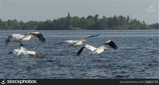 Pelicans flying over the lake, Lake Of The Woods, Ontario, Canada