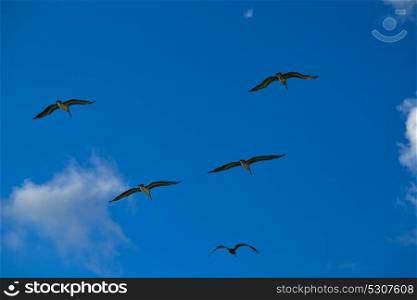 Pelicans flying together on blue sky in Mayan riviera of Mexico