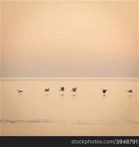 Pelicans glide across the Makgadikgadi Pan at dusk in Botswana, Africa