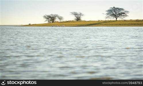 Pelicans in the Makgadikgadi Pan, Botswana, Africa with copy space in the foreground