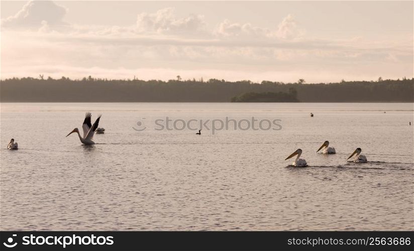 Pelicans in the water at Lake of the Woods, Ontario, Canada