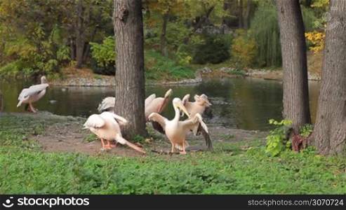 pelicans looking for something in grass and go along shore of pond at Zoo
