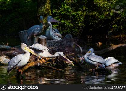 Pelicans on pond