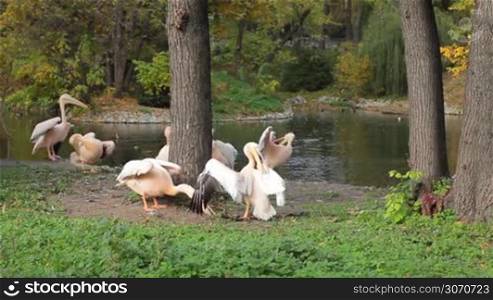 pelicans some clean feathers and other waving wings run along shore of pond in Zoo