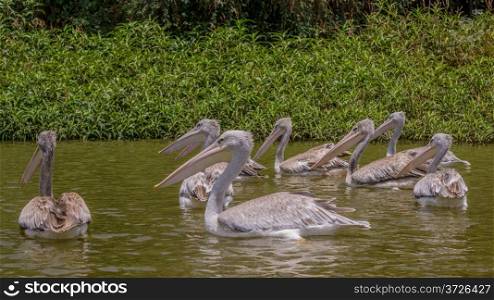 Pelicans swimming in Lake Kuriftu found near Debre Zeit, Bishoftu area of the Oromia Region of Ethiopia