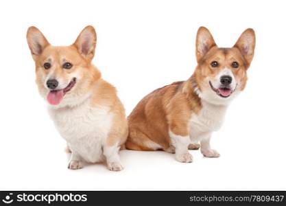 Pembroke Welsh Corgi. Pembroke Welsh Corgi in front of a white background