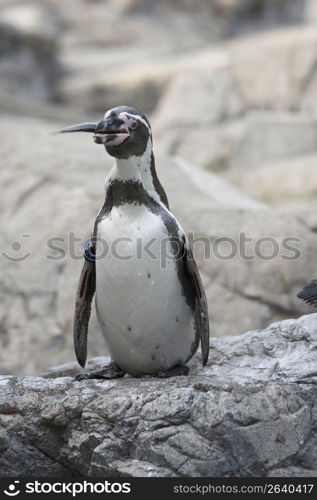 Penguin