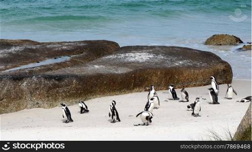 Penguin colony at the beach