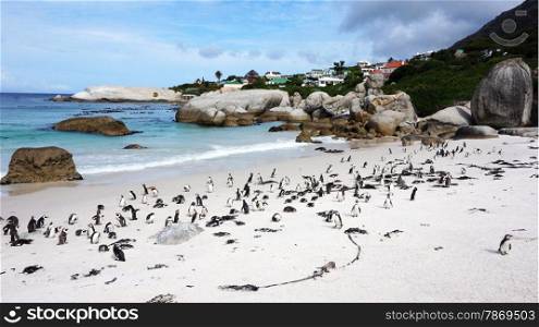 Penguin Colony - Boulders Beach, Cape Town, South Africa