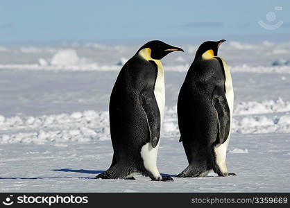 Penguin couple