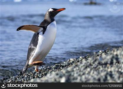 Penguin emerges from the sea and goes to rocky beach in Antarctica