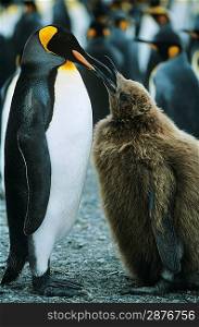 Penguin feeding chick