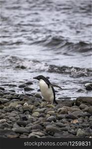 Penguin in black and white stands on the beach by the sea on large stones