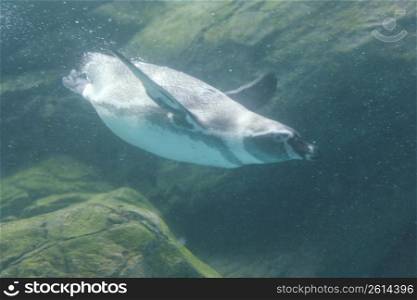 Penguin in water