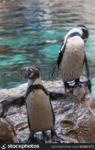 penguin of antarctica resting on the rocks