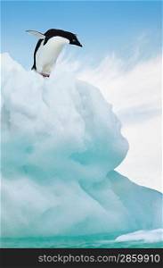 Penguin on Iceberg