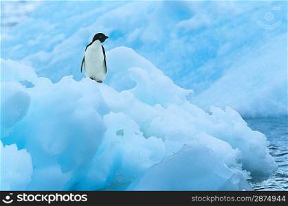 Penguin on iceberg