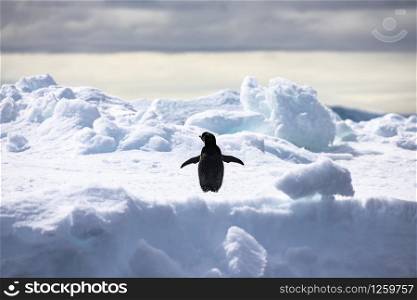 Penguin spreads its fins on white iceberg in Antarctica