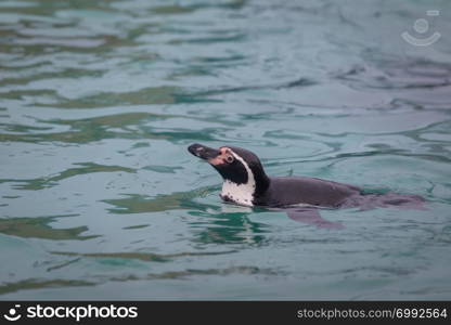 Penguin swimming at the zoo