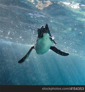 Penguin swimming underwater, Puerto Egas, Santiago Island, Galapagos Islands, Ecuador