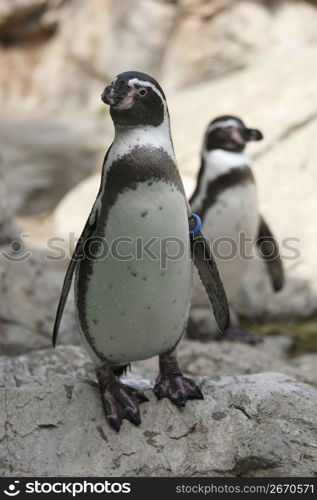 Penguins