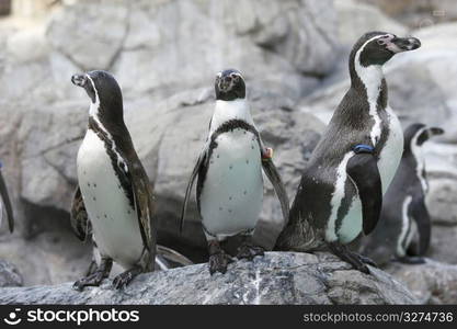 Penguins