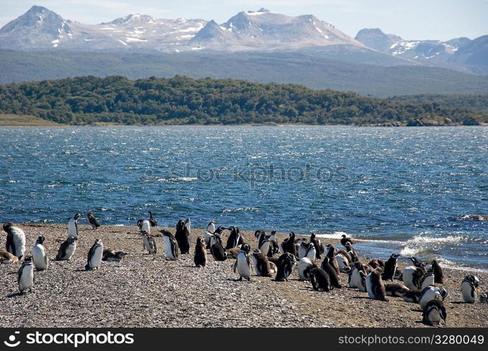 penguins