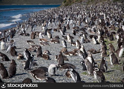 penguins