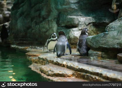 penguins are standing at the water