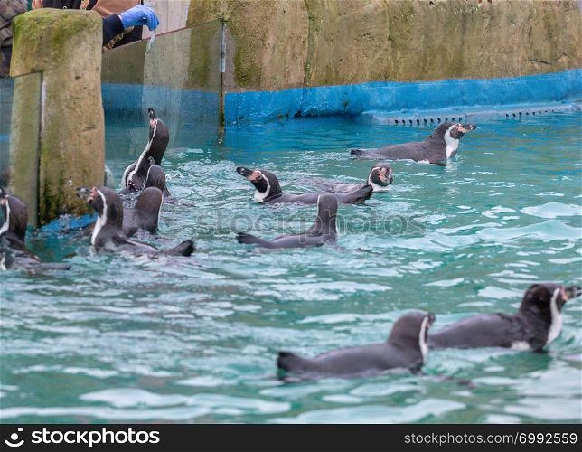 Penguins being fed fish at the zoo