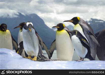 penguins group stand against the winter landscape