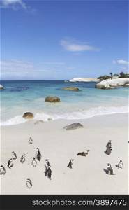 Penguins in love, False Bay, Boulders Bay, Simon&rsquo;s Town, Western Cape, Cape Town, South Africa.&#xA;Photo taken on: January 09th, 2013