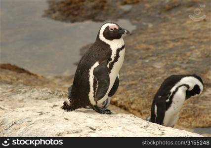 Penguins - South Africa