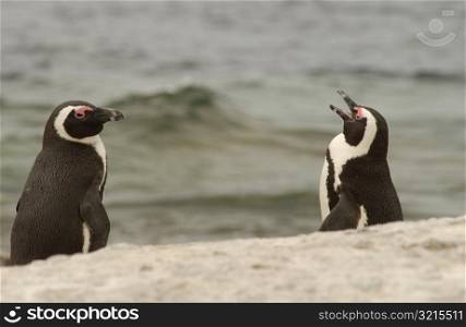 Penguins - South Africa