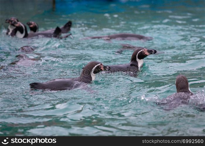 Penguins swimming at the zoo